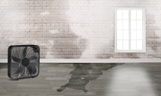 Best Local water damage restoration  in Mammoth, AZ