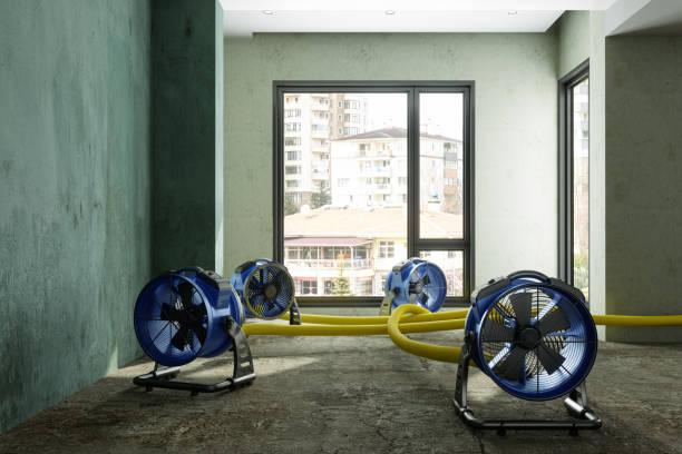 Best Basement water damage restoration  in Mammoth, AZ